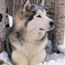 timber