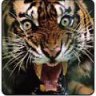 Tigertex