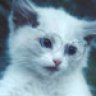 Mnemosyne