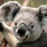 Koalabare