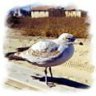 oldseagull