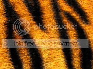 tiger.jpg